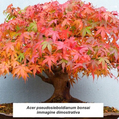 Acer Pseudosieboldianum (d'innesto)
