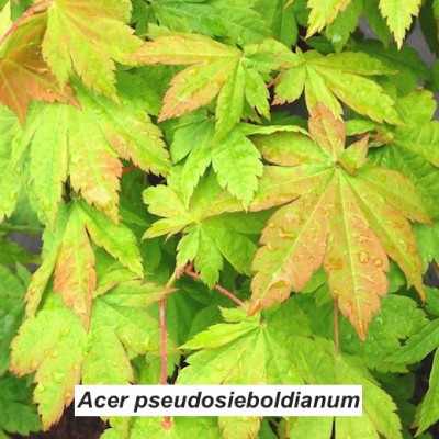Acer Pseudosieboldianum (d'innesto)
