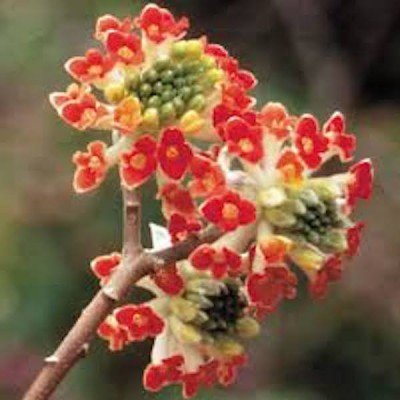 Edgeworthia crysantha Red Dragon