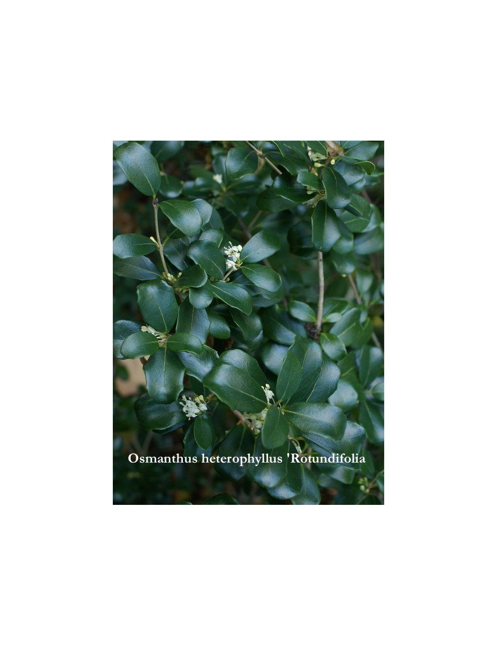 Osmanthus heterophyllus 'Rotundifolia