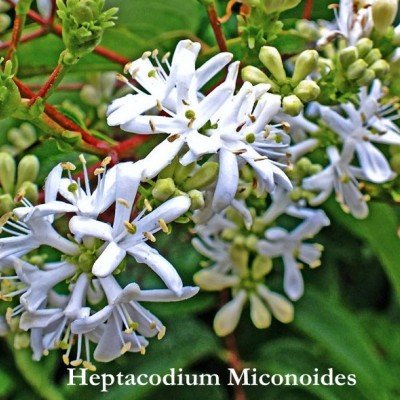Heptacodium Miconioides