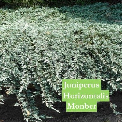 Juniperus horizontalis monber cm. 35/40
