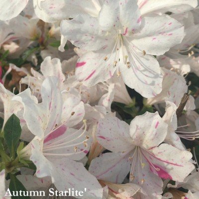 Azalea Encore (r) Autumn Starlite' vaso17