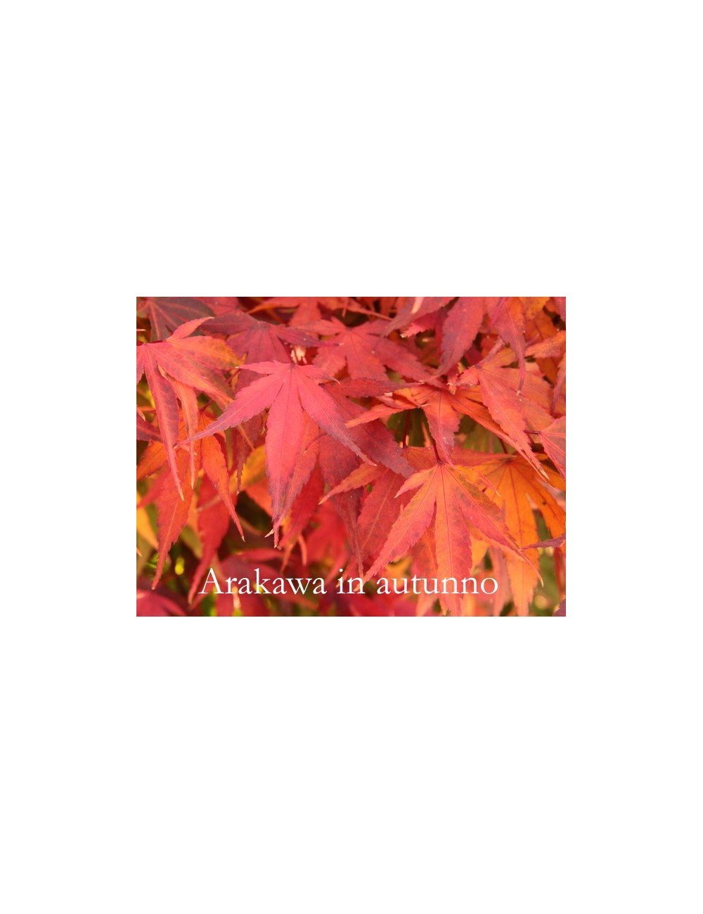 Acer palmatum Arakawa adatto per bonsai,raro piante in vendita sono in vaso 8x8