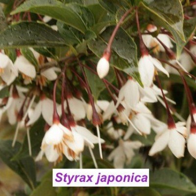 Styrax japonica pianta rara cm. 60/70 vaso 12x12