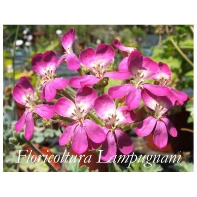 Pelargonium Gibbosum rosa