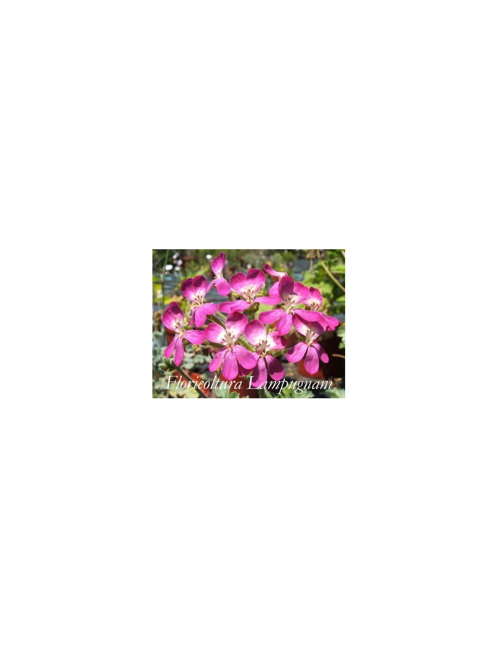 Pelargonium Gibbosum rosa