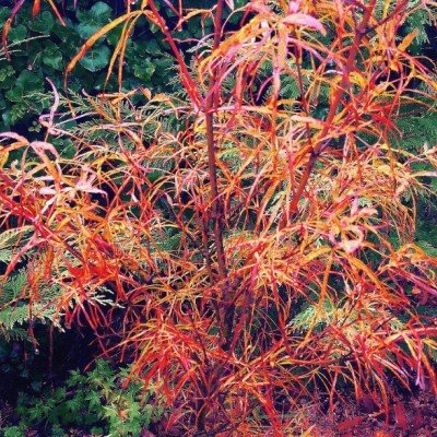 Acer Palmatum Red Pygmy