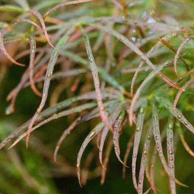 Acer Palmatum Red Pygmy