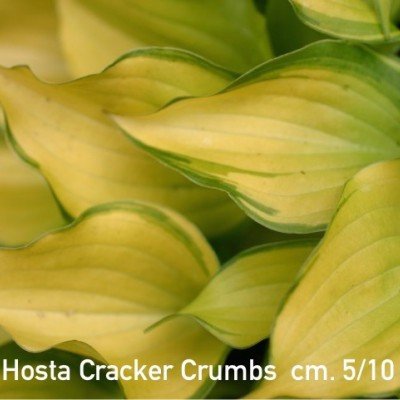 Hosta Crackers Crumb (piccole)