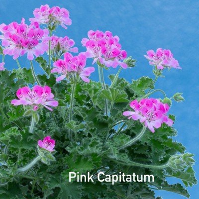 Pelargonium Pink Capitatum