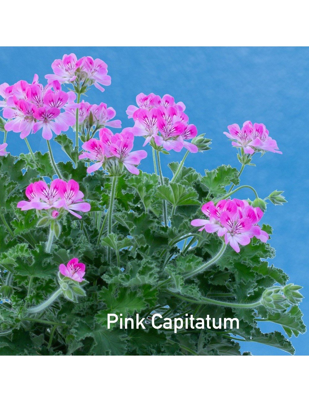 Pelargonium Pink Capitatum
