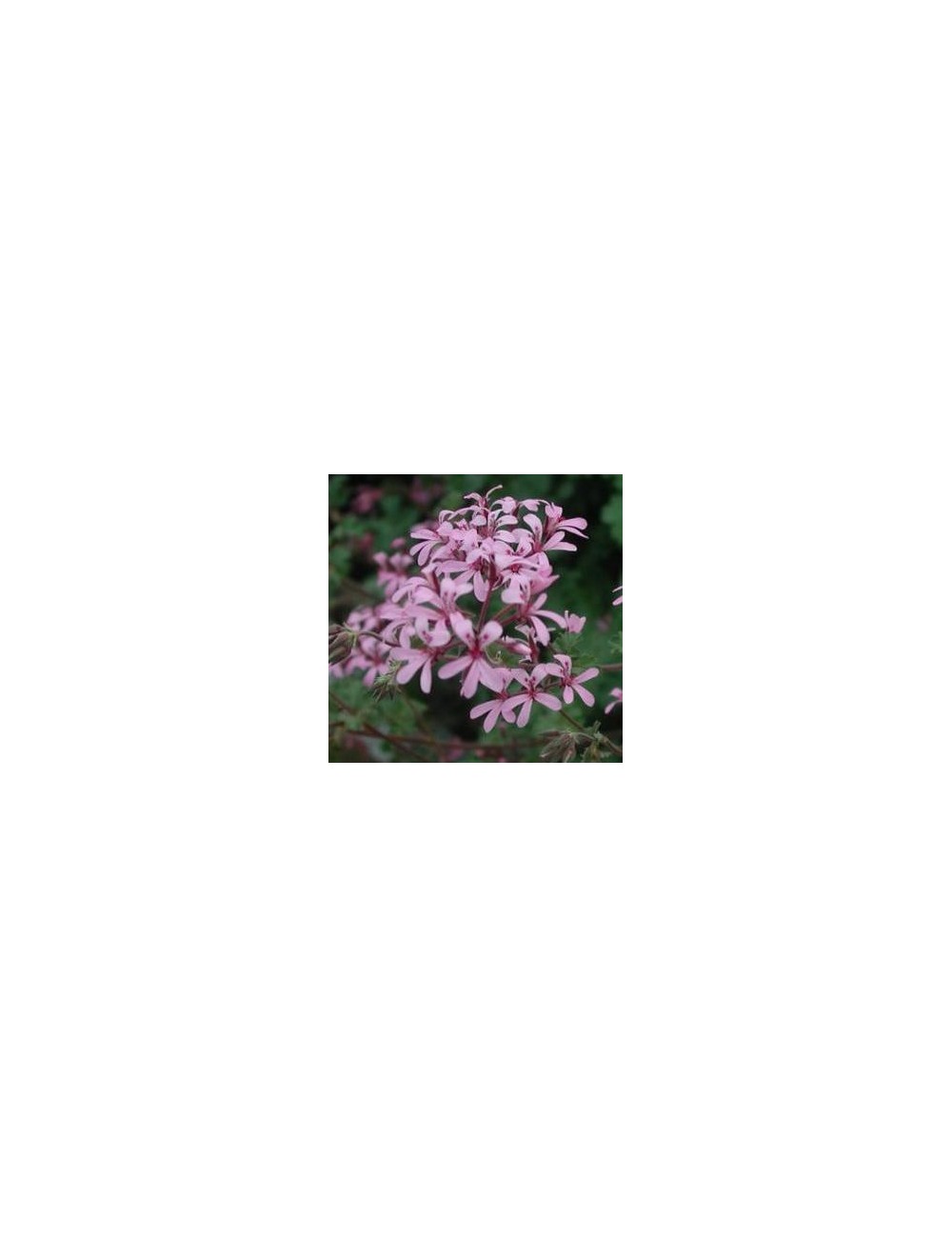 Pelargonium  Deerwood Lavender Lass 