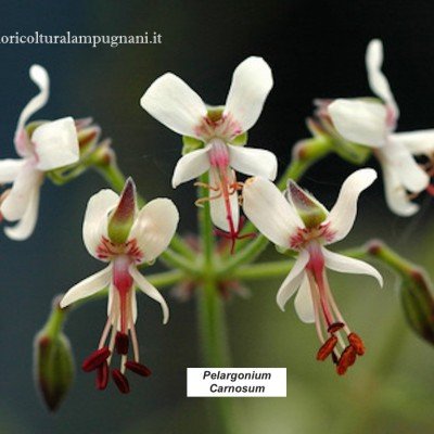Pelargonium Carnosum...