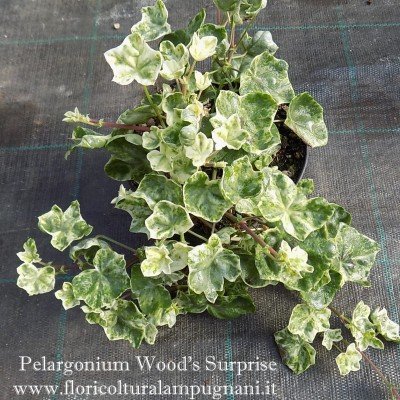 Pelargonium Wood Surprise