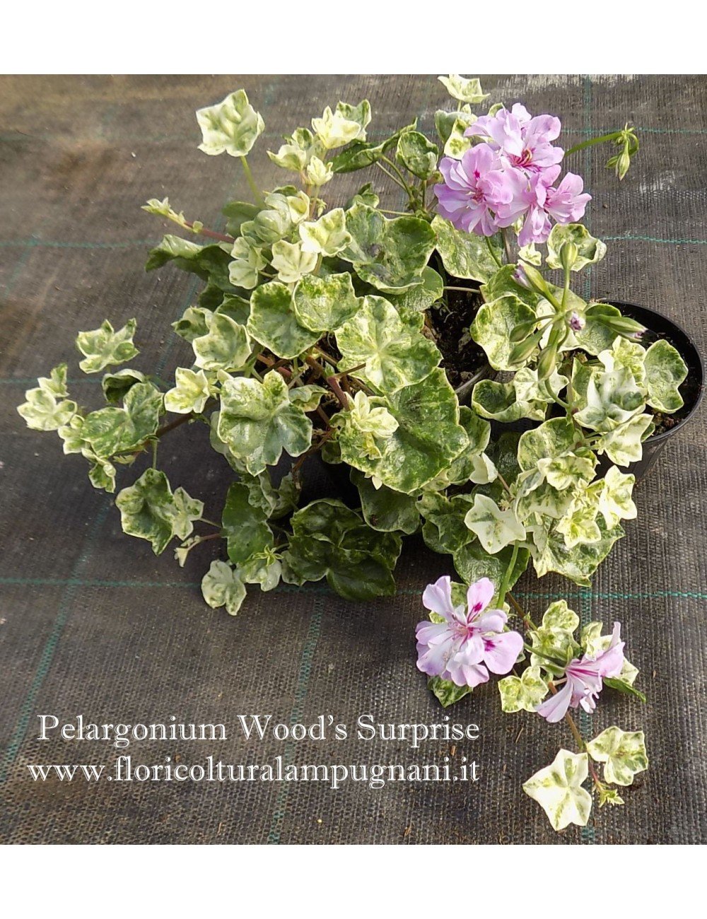 Pelargonium Wood Surprise