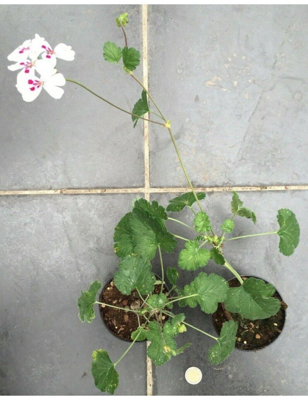 Pelargonium Echinatum