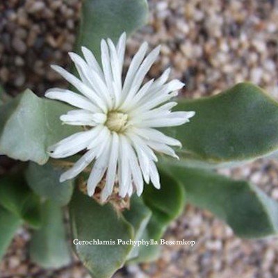  Cerochlamys-Pachyphylla-albiflora-Besemkop-resistenza-1°