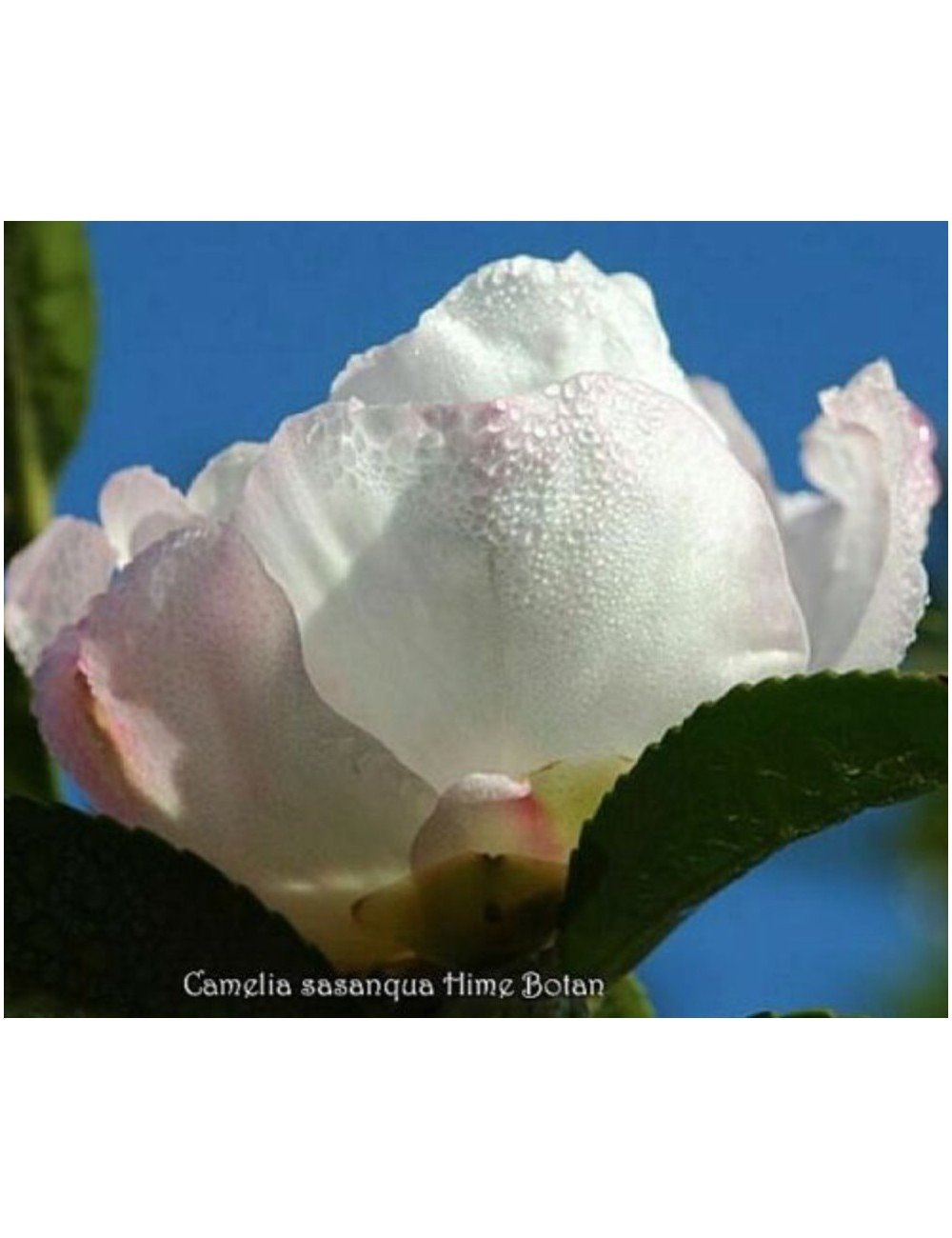 Camellia Sasanqua Hime Botan 