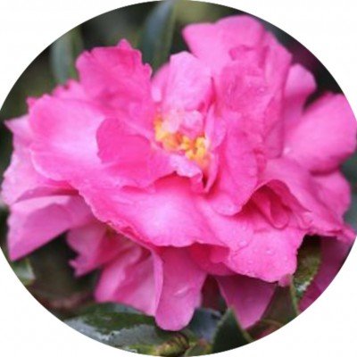 Camellia Sasanqua Jennifer susan