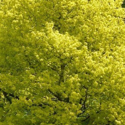 Quercus robur Concordia aurea