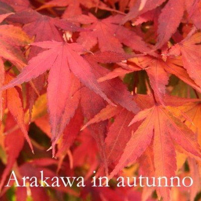 Acer palmatum Arakawa