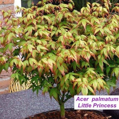 Acer palmatum Little princess
