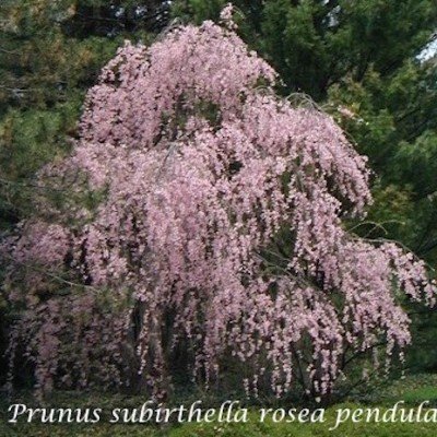 Prunus subhirtella rosea pendula