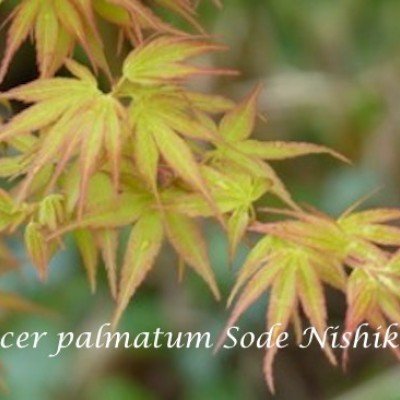Acer palmatum Sode Nishiki