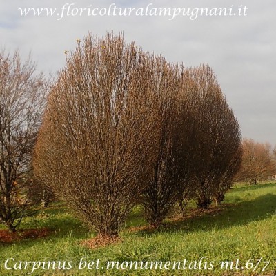 Carpinus Betulus Monumentalis