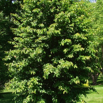 Parrothia persica