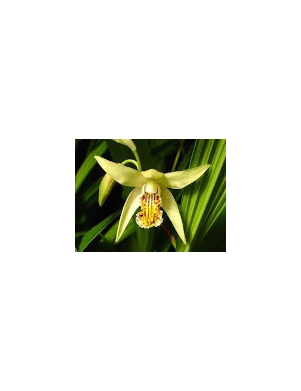 Bletilla striata yellow river - orchidea da giardino