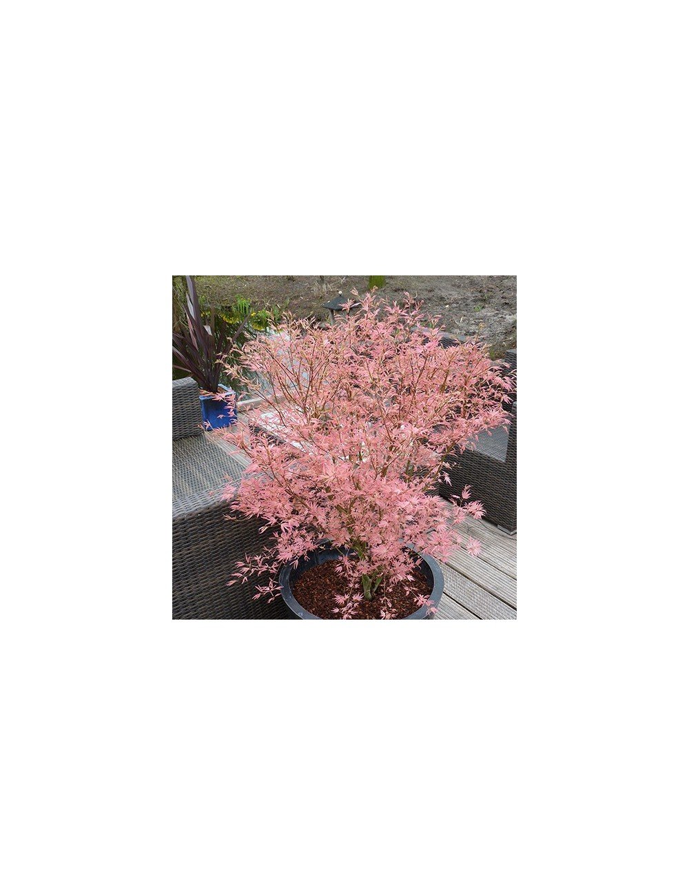 Acer palmatum Taylor