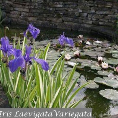 Iris Laevigata variegata