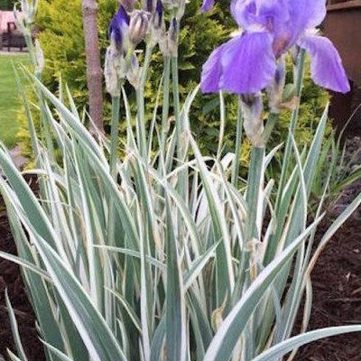 Iris Germanica variegata