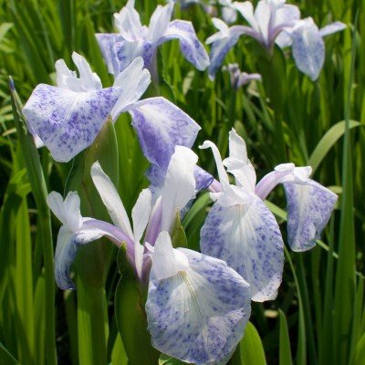 Iris Laevigata Mottled Beauty