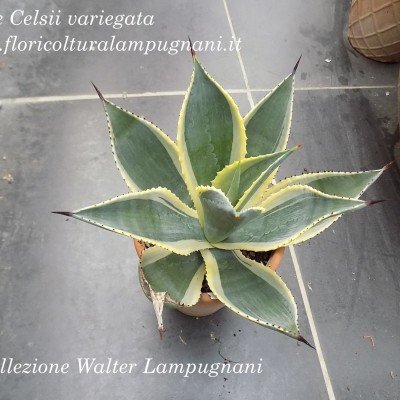 Agave Celsii variegata cm. 13