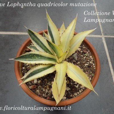 Agave Lophantha quadricolor...