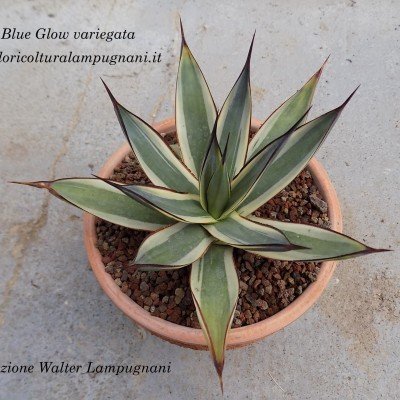 Agave blue Glow variegata