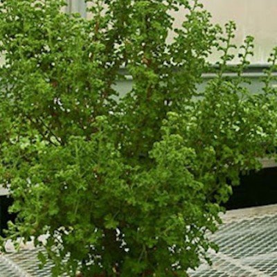 Pelargonium geranio Crispum...