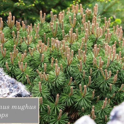 Pinus mughus Mops cm. 30/35