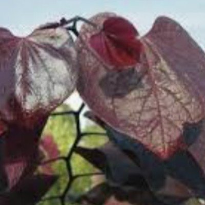 copy of Cercis chinensis...