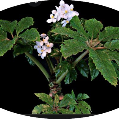 Begonia Carolineifolia