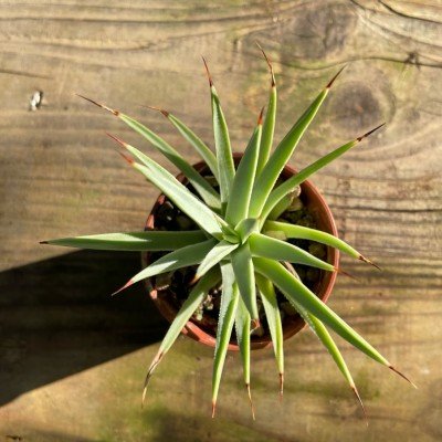 Agave stricta echinoides