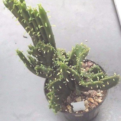 Euphorbia leucodendron...