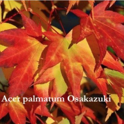 Acer palmatum osakasuki