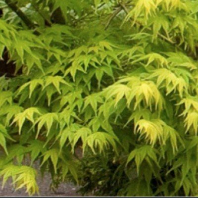 Acer palmatum 'Aoyagi'...