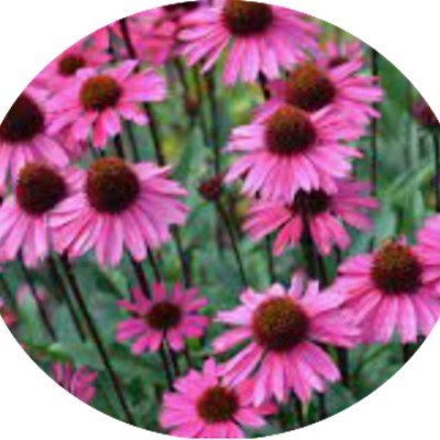 Echinacea  sensation Pink v.14