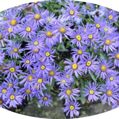 Aster Domosus Lady Blue