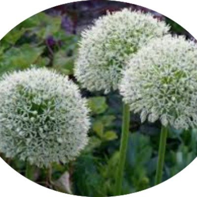 Allium Mont blanc  vaso.11